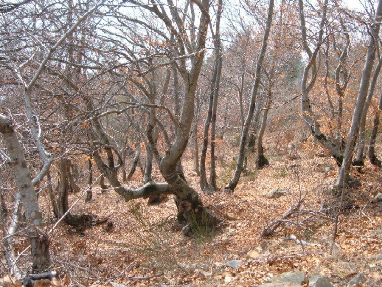 Polipori e altri funghi lignicoli della Valtellina (Sondrio)